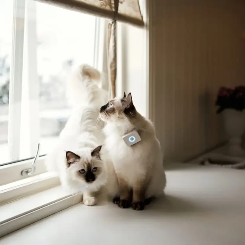 Lilcat GPS-Tracker till Katt